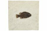 Fossil Fish (Cockerellites) - Wyoming #233885-1